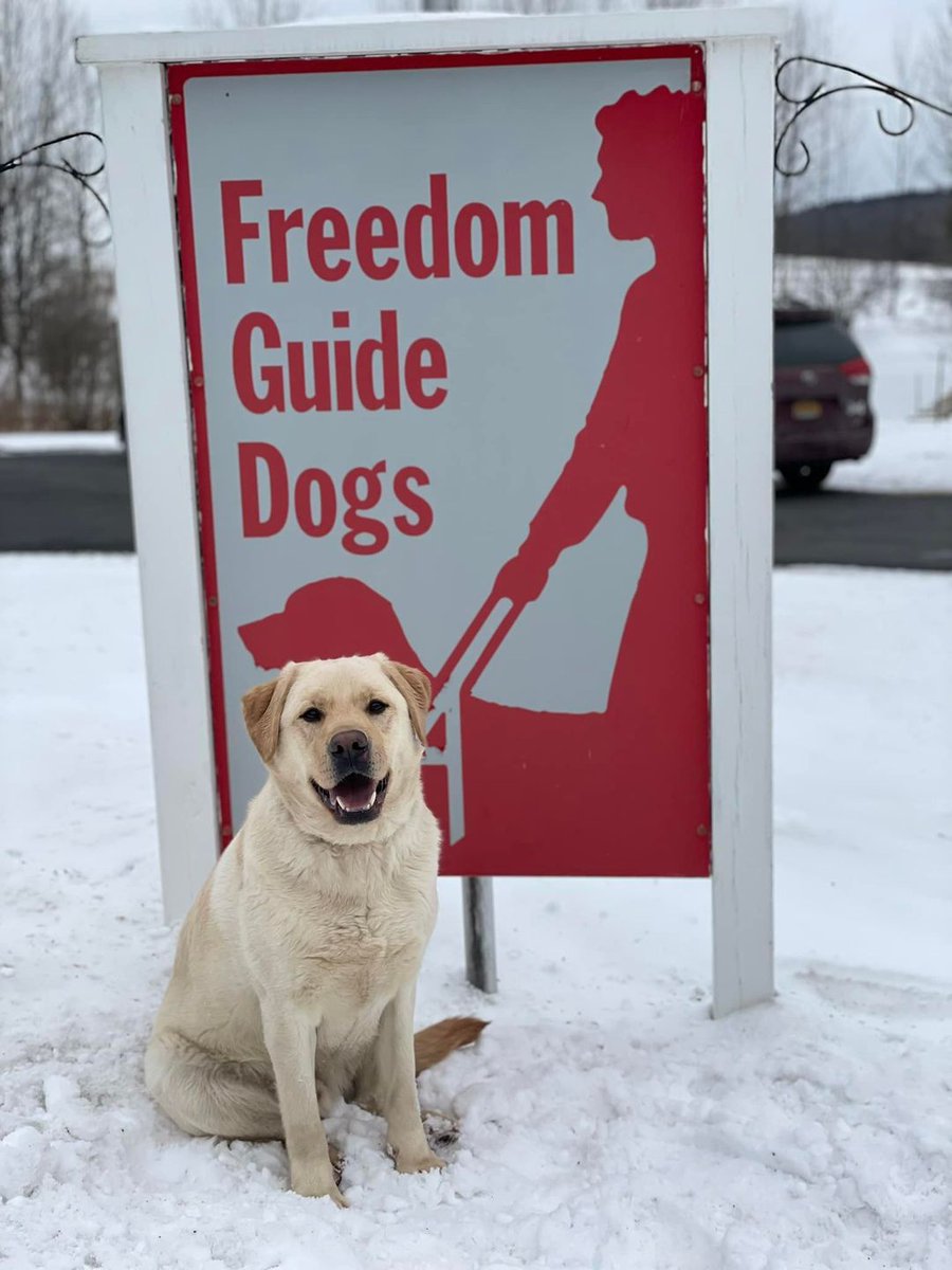 Only a few more weeks in my training! #raiseapuppy #changealife #freedomguidedogs