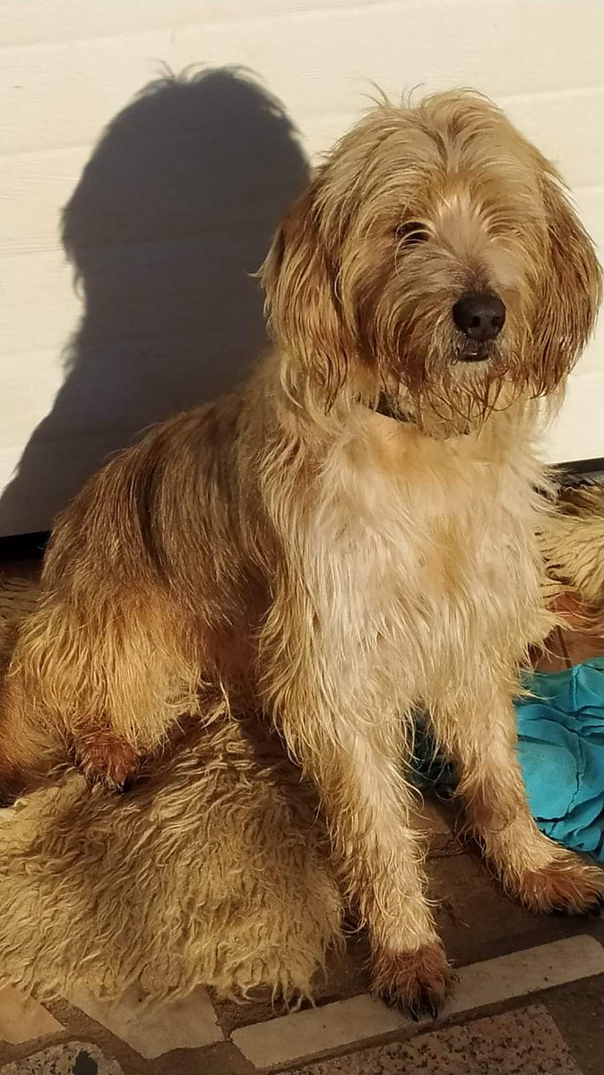 LO ESTÁN BUSCANDO
#PERDIDO
Ha desaparecido esta mañana de su casa en Pepín, su familia lleva todo el día buscándolo sin éxito, tiene chip, si alguien lo ve el número de contacto es el 
☎️619 38 00 27, gracias.
#Ourense