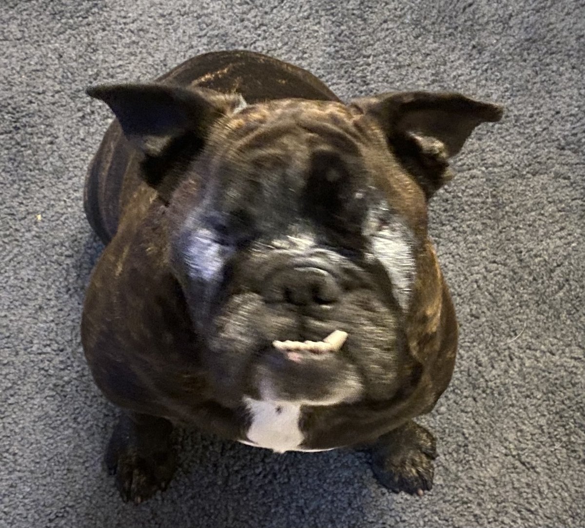 Desitin is so good for Bella’s face. Where she has no eyes it gets a little irritated.#bulldogs