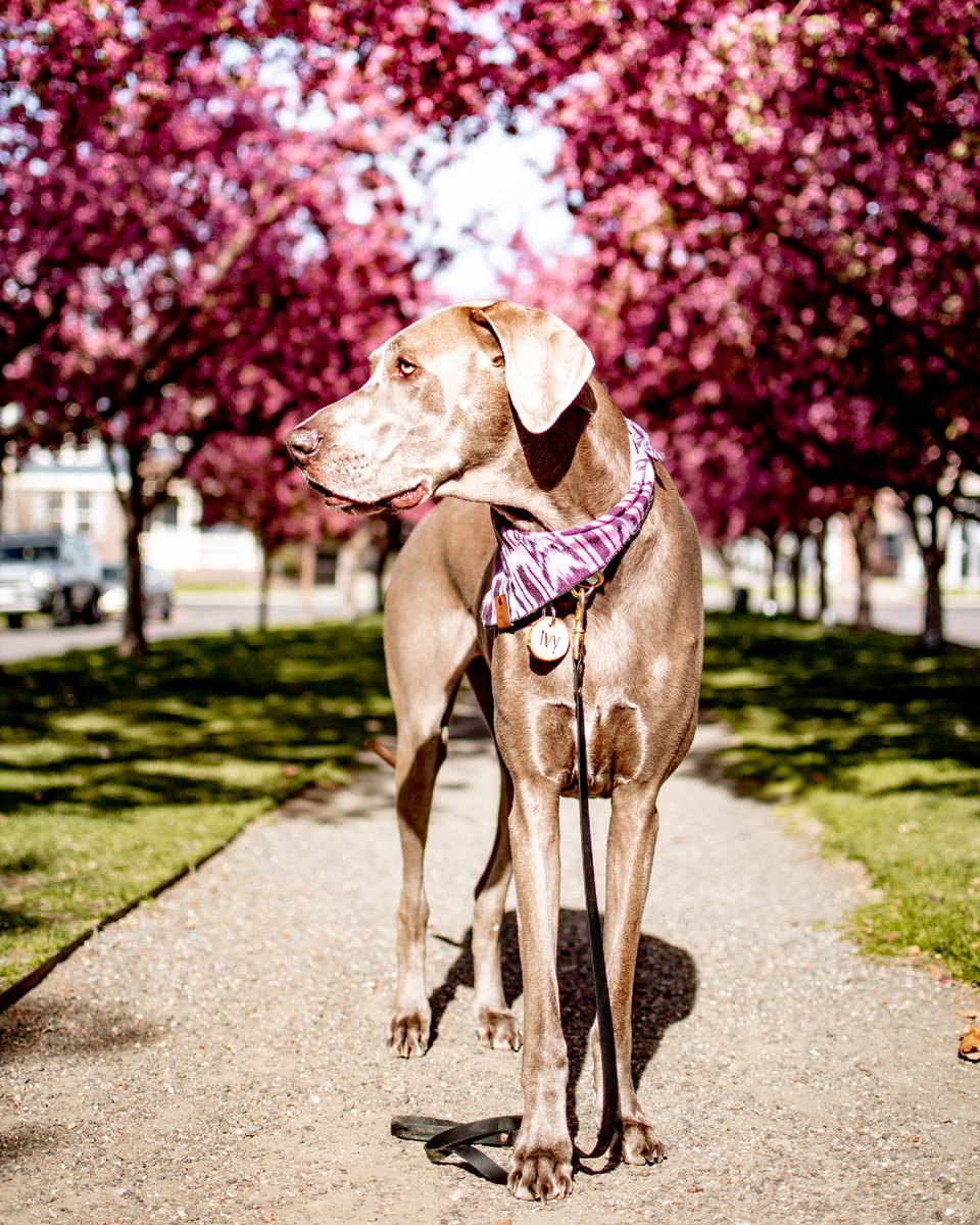 The Hull Pack tweet media