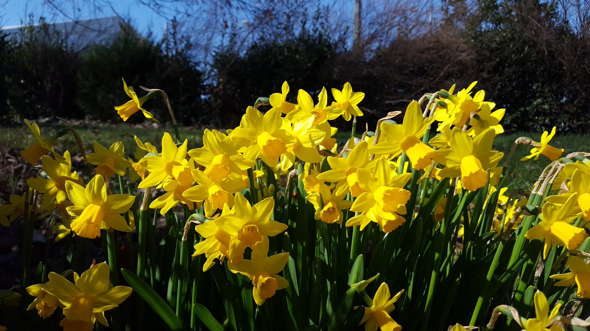 Natnatnet's tweet photo. @strategywoman Yellow and blue... My garden thinks of you! 🇺🇦  Friendly thoughts from the South West of France. Good luck for tonight and the times ahead. https://t.co/mfneeUdvar