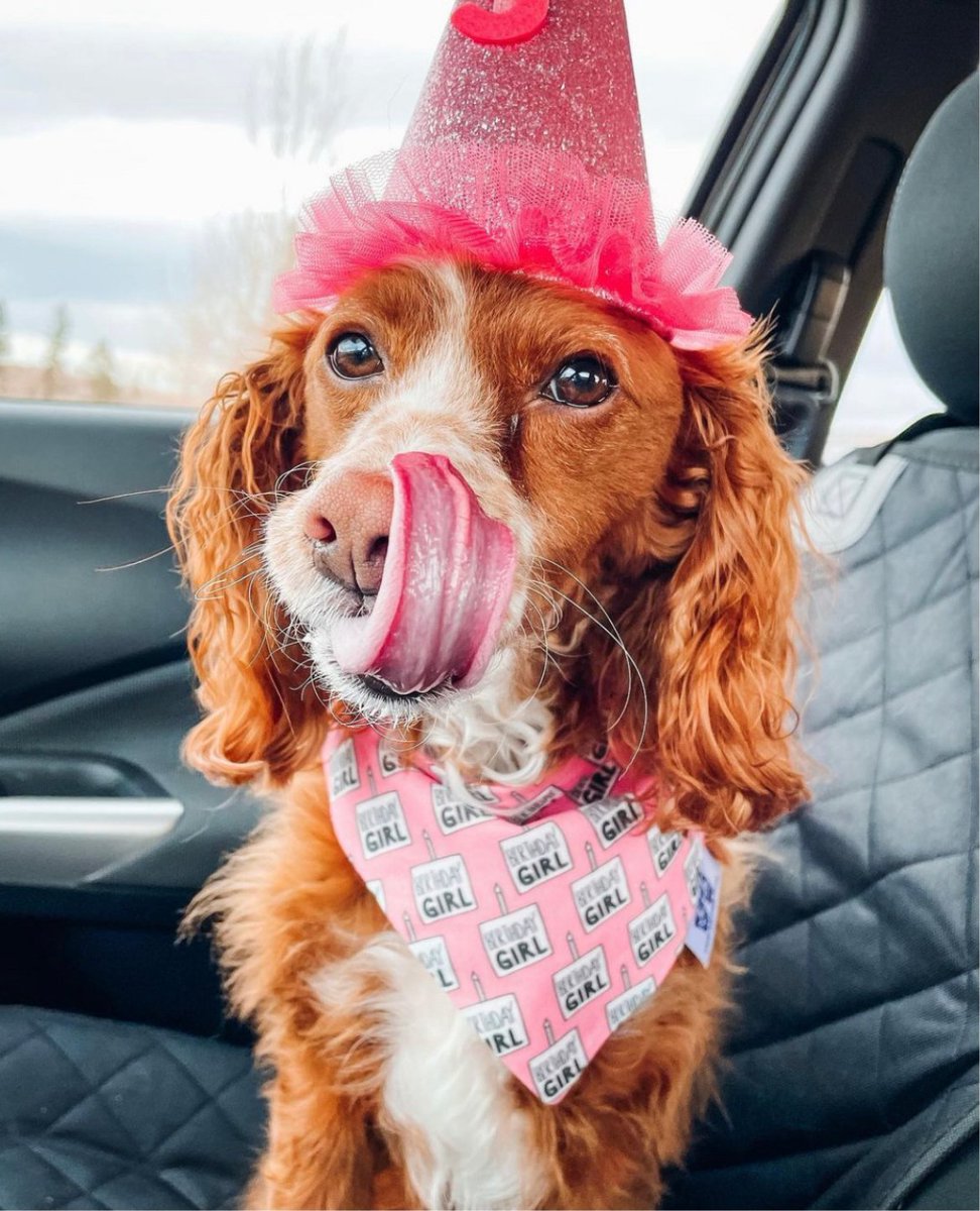 embarkvet's tweet photo. Breed results for the birthday girl! ๐ฅณ๐งฌ
๐ท IG/cassiethecockerpompoo
#EmbarkVet #EmbarkDecoded https://t.co/1fbKbp43nF