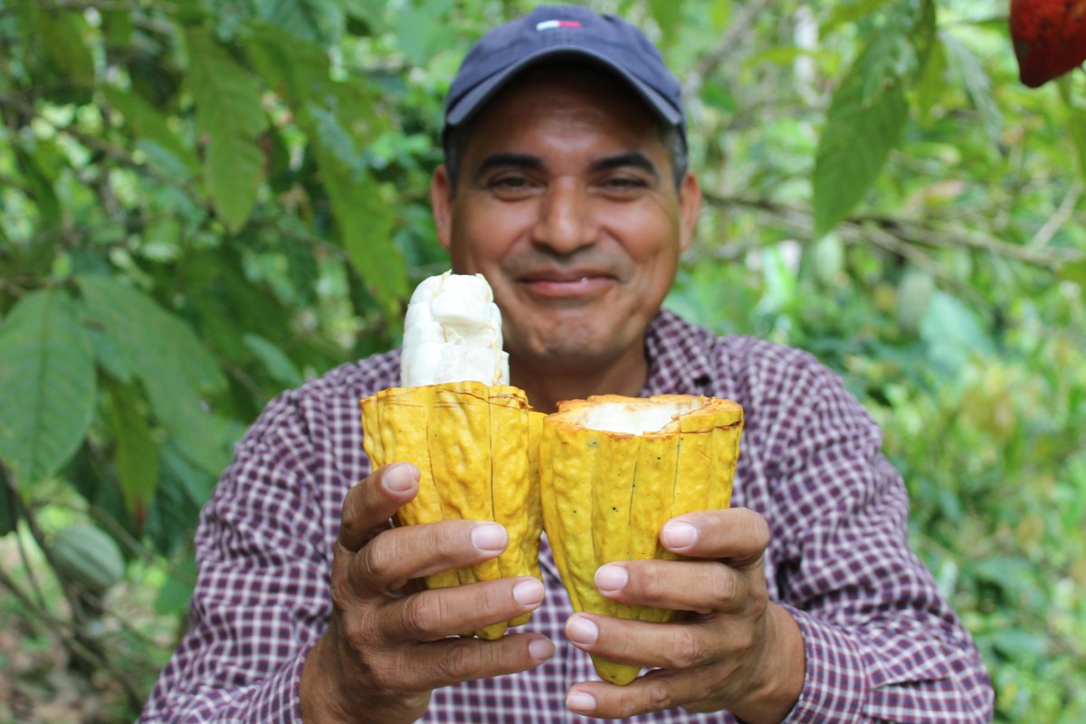 Producers not only have to produce food for their house but the world. 🌱👩‍🌾🧑‍🌾

We most appreciate those who work in agriculture. Producers are continuously fighting climate change, pests, and diseases, to get the best out of crops.

#cacao #cacaoproducers #chocolate #beantobar
