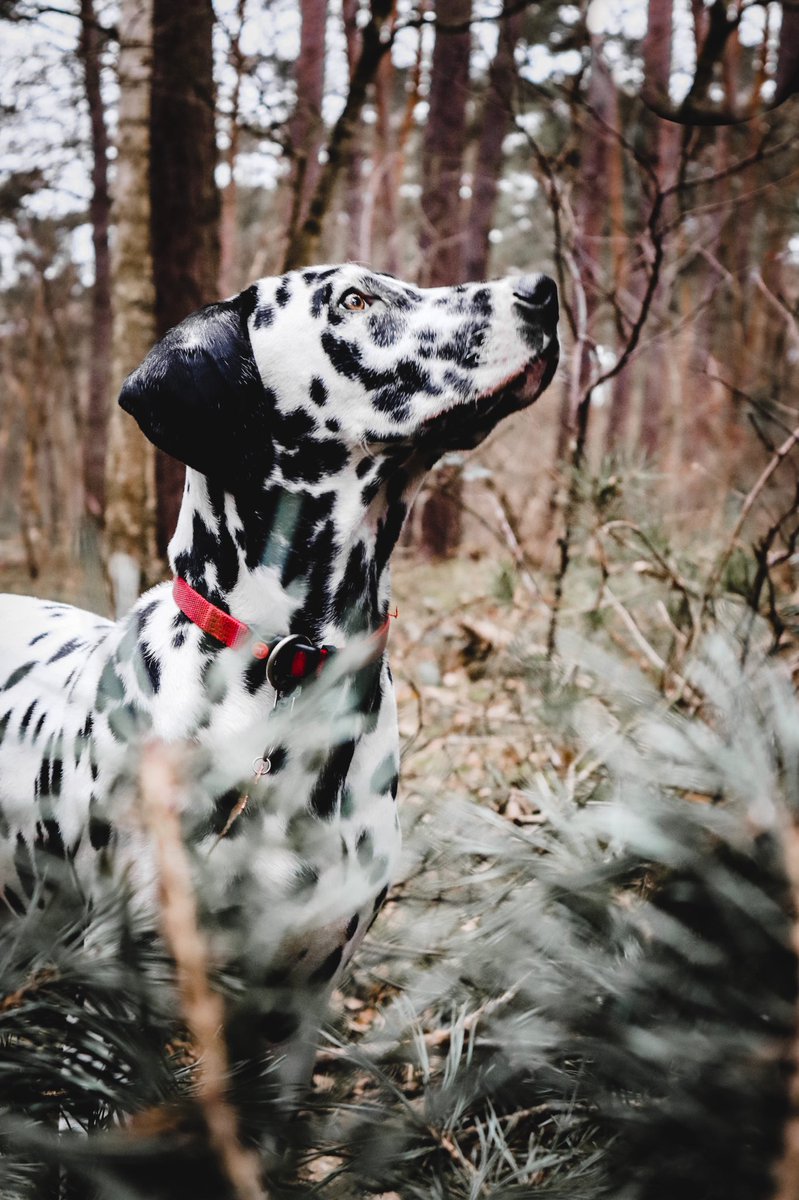 How are you? 
The weather has been so amazing that tomorrow we will go out walking again ❤️

#twitterdogcommunity #dalmatian #dogsoftwitter #dogsofinsta