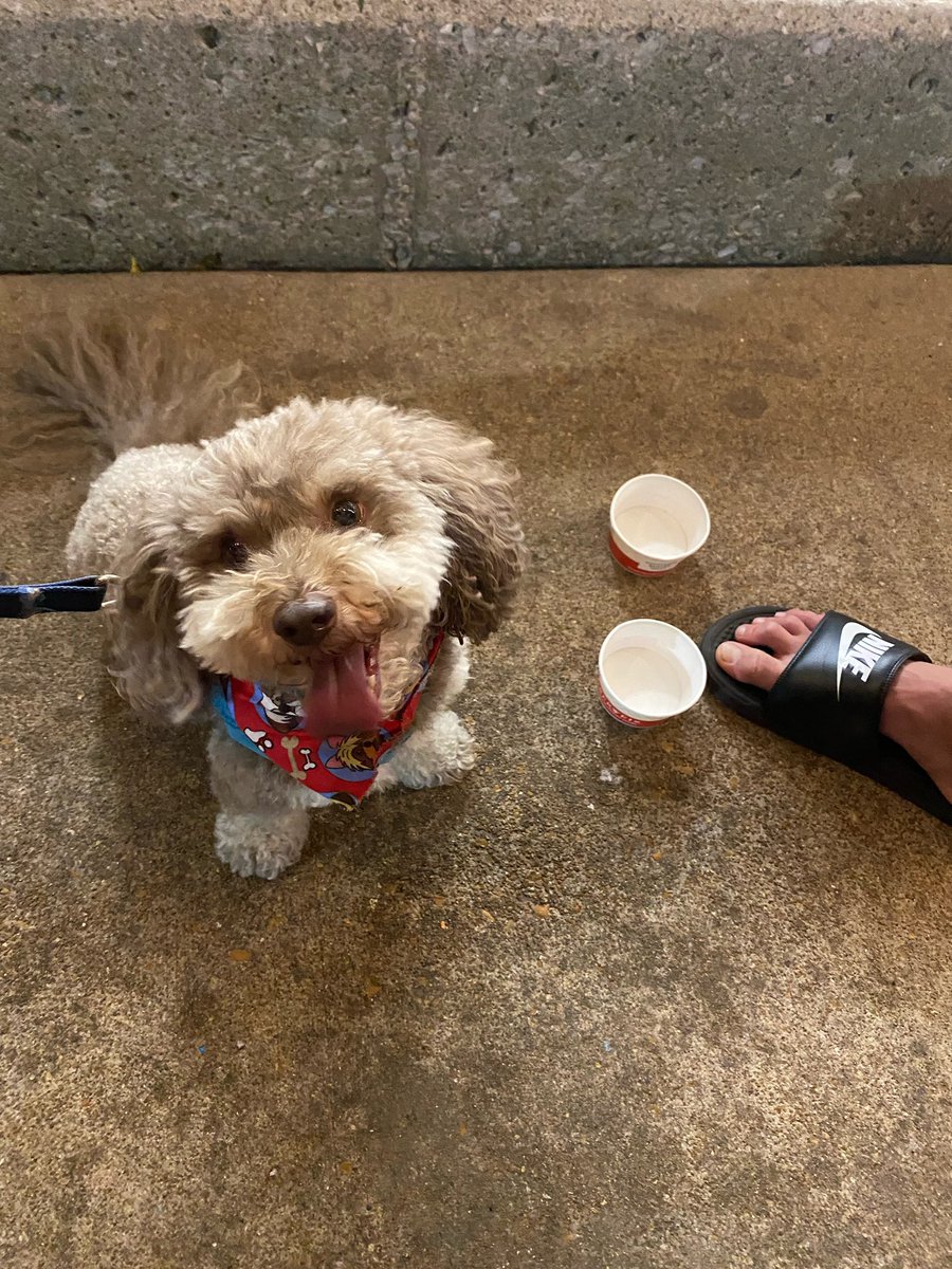 MISSING DOG: My dog, Jackson, has been missing since this morning in Creve Couer. Brown fur with some white accents. Wearing a bandana. DM me with info for reward.