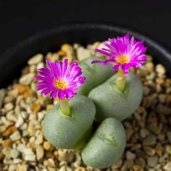 @STAR_ZANS こちらはコノフィツムの中の「富士の衣」という品種なんですが、お花咲くと結構可愛いし邪悪感も少なめですよ……！！
品種によって結構違うので多肉植物って奥が深くて面白いですよね☺️ 