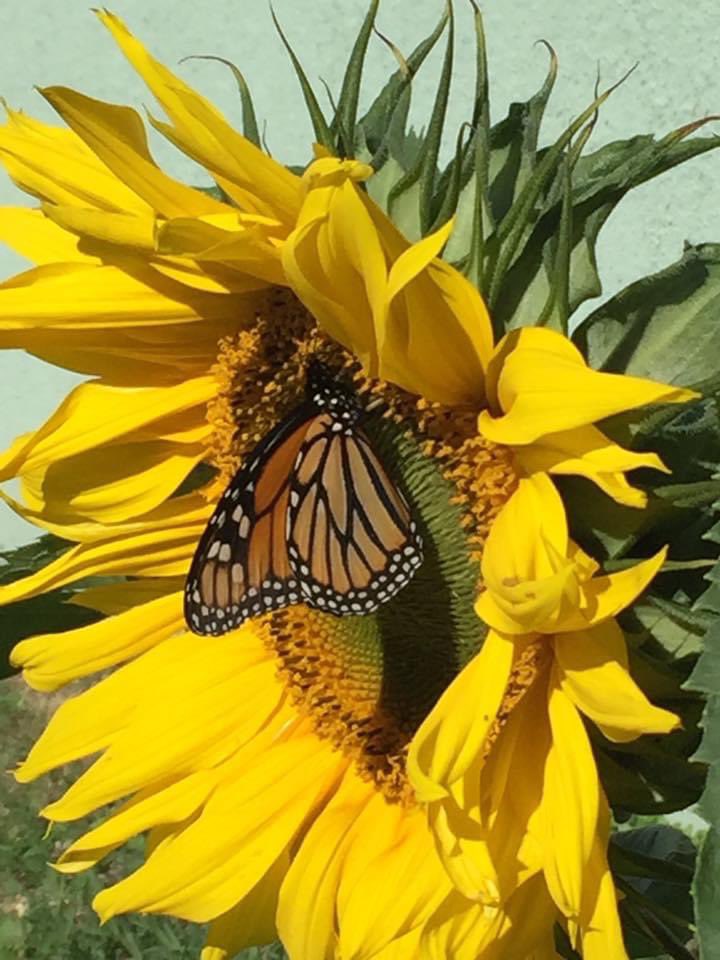 Kathy, U.S. Vet ✊ tweet media