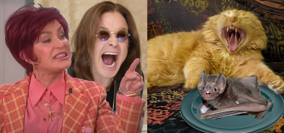 Tormund Sofasbane 🐱🦁🐱 tweet media