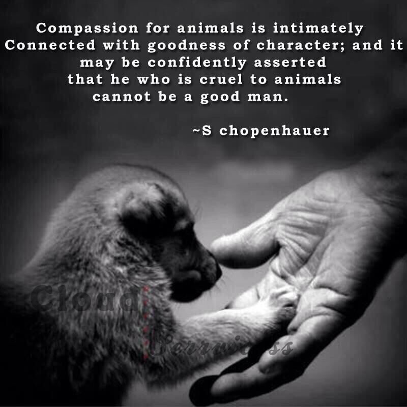 Animal Love på Twitter: Animal Love på Twitter: