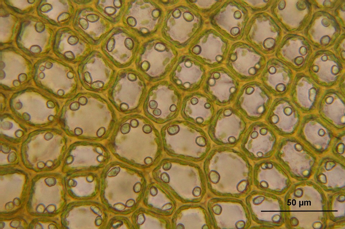 FirstChoiceBio's tweet image. It&apos;s not easy being green 💚 Let us know if you can recognize this species! #March
