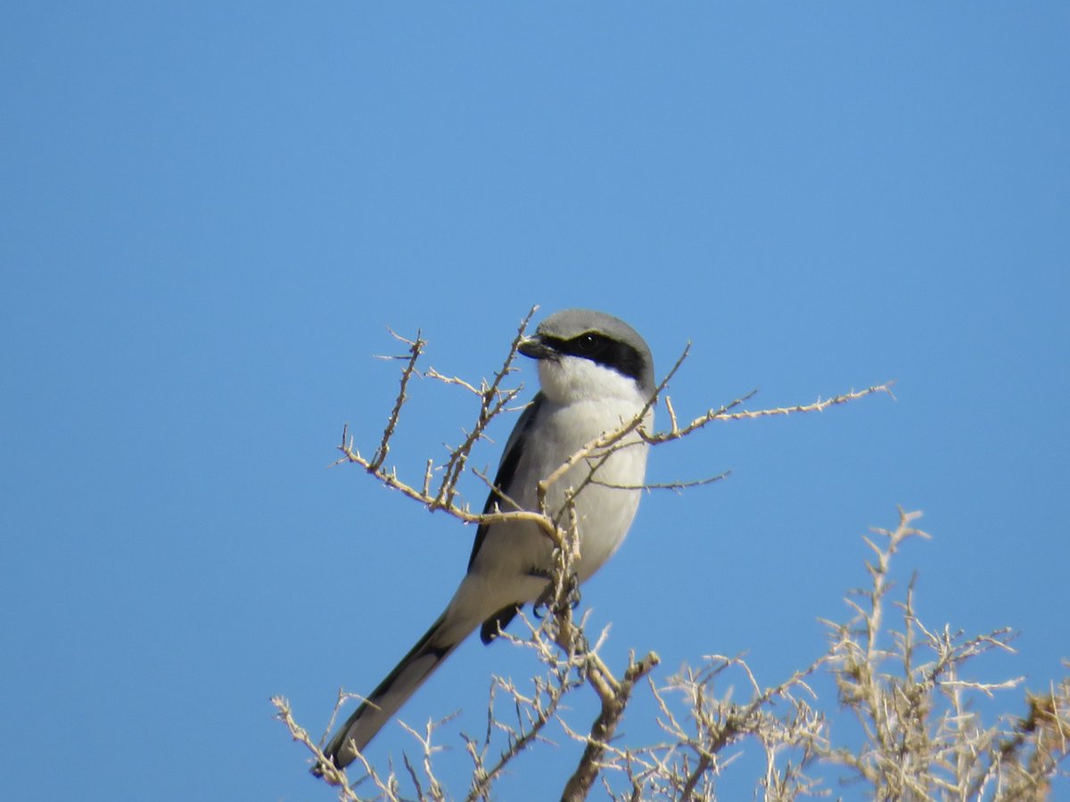 I saw this beautiful loggerhead shrike outside of Chaco today. This innocent-looking songbird impales its prey's bodies on thorns or barbed wire to eat later. They also kill their prey by breaking the animal's neck. Never underestimate an animal because of its size. https://t.co/kpC2ysgB80