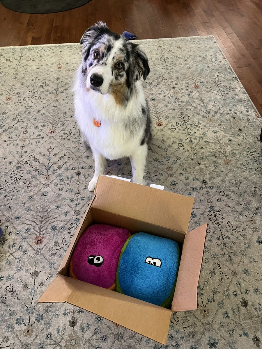 BeCreateLearn's tweet photo. @Cycle_dog Giant thank you for getting this crazy dog his favorite toy by fixing an address snafu! Even arrived a day early 👏 https://t.co/A4pA7fpXCg