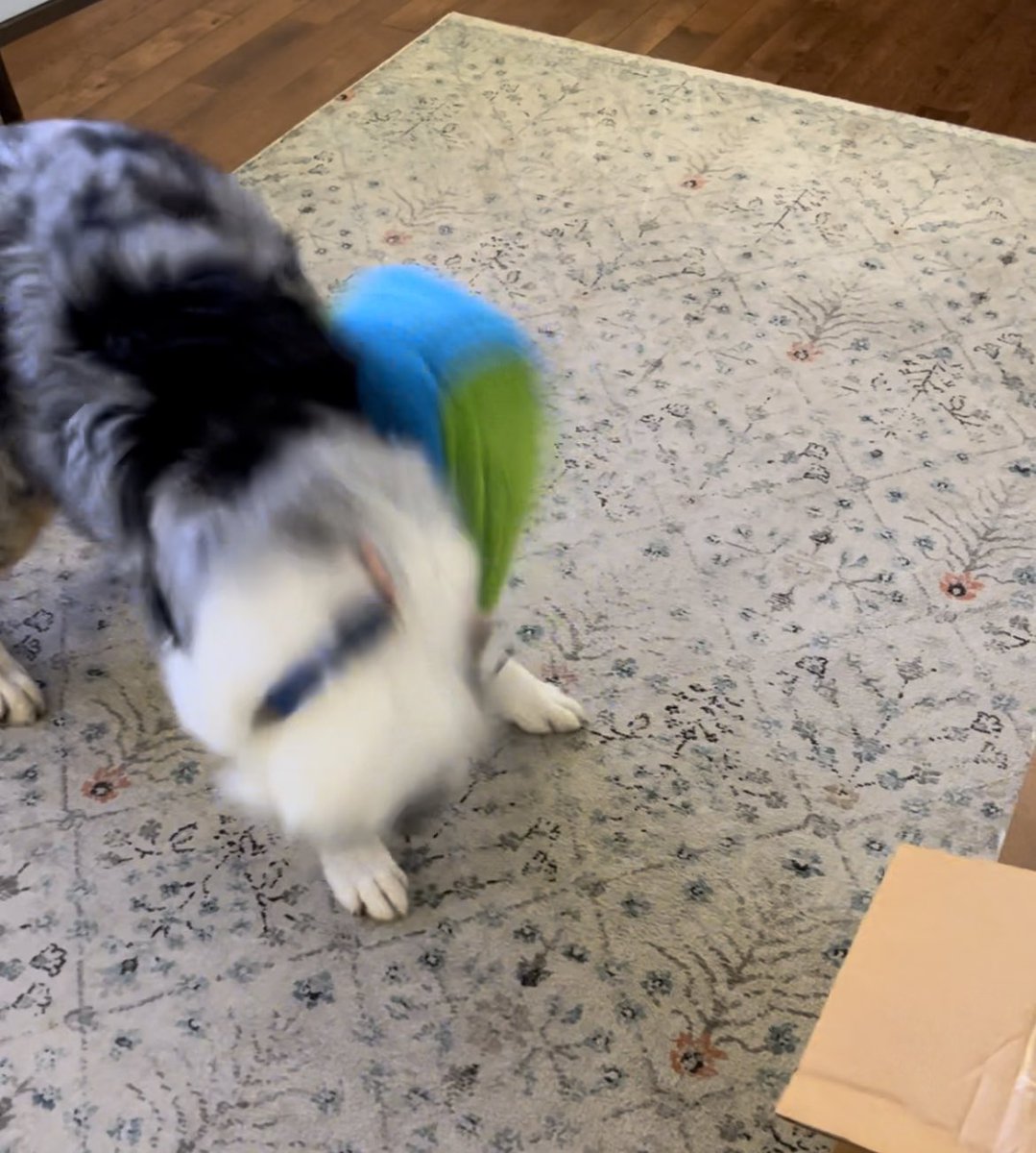 BeCreateLearn's tweet photo. @Cycle_dog Giant thank you for getting this crazy dog his favorite toy by fixing an address snafu! Even arrived a day early 👏 https://t.co/A4pA7fpXCg