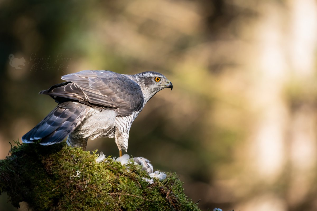 chrispics1984's tweet photo. Northern Goshawk in the sunshine today. North East Scotland. What a treat! 
#birdsofprey #wildlifephotography 
@BBCSpringwatch @ChrisGPackham @IoloWilliams2 https://t.co/Vug0dqWBRO