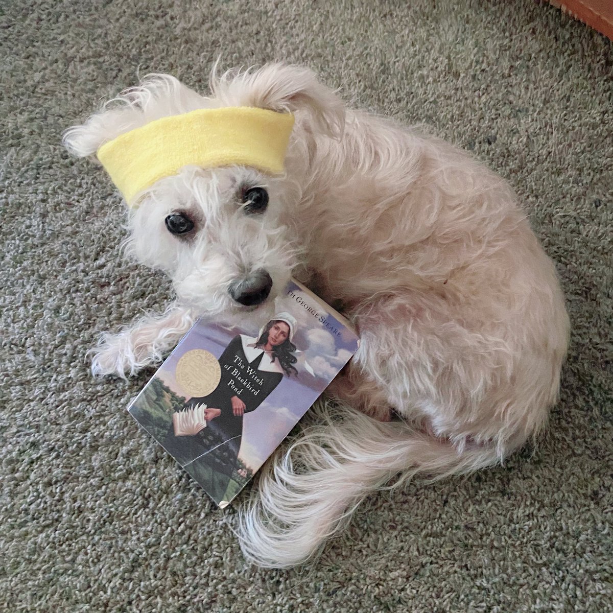 Persie being remarkably good-natured today with my photographic shenanigans. 80s vibes + pet + another witchy book (this edition is even from the right decade 😅) for <a href="/AvengersReading/">Avengers Iniative Reading Challenge</a> #BattleAgatha