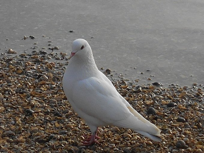 a_london_pigeon's tweet photo. 📷  98mandarin @98mandarin   
#repost #December2016 
 .. sur le rivage de la Marne .. on the shore of the River Marne (tributary of the Seine) #France https://t.co/upHqGyIeUe