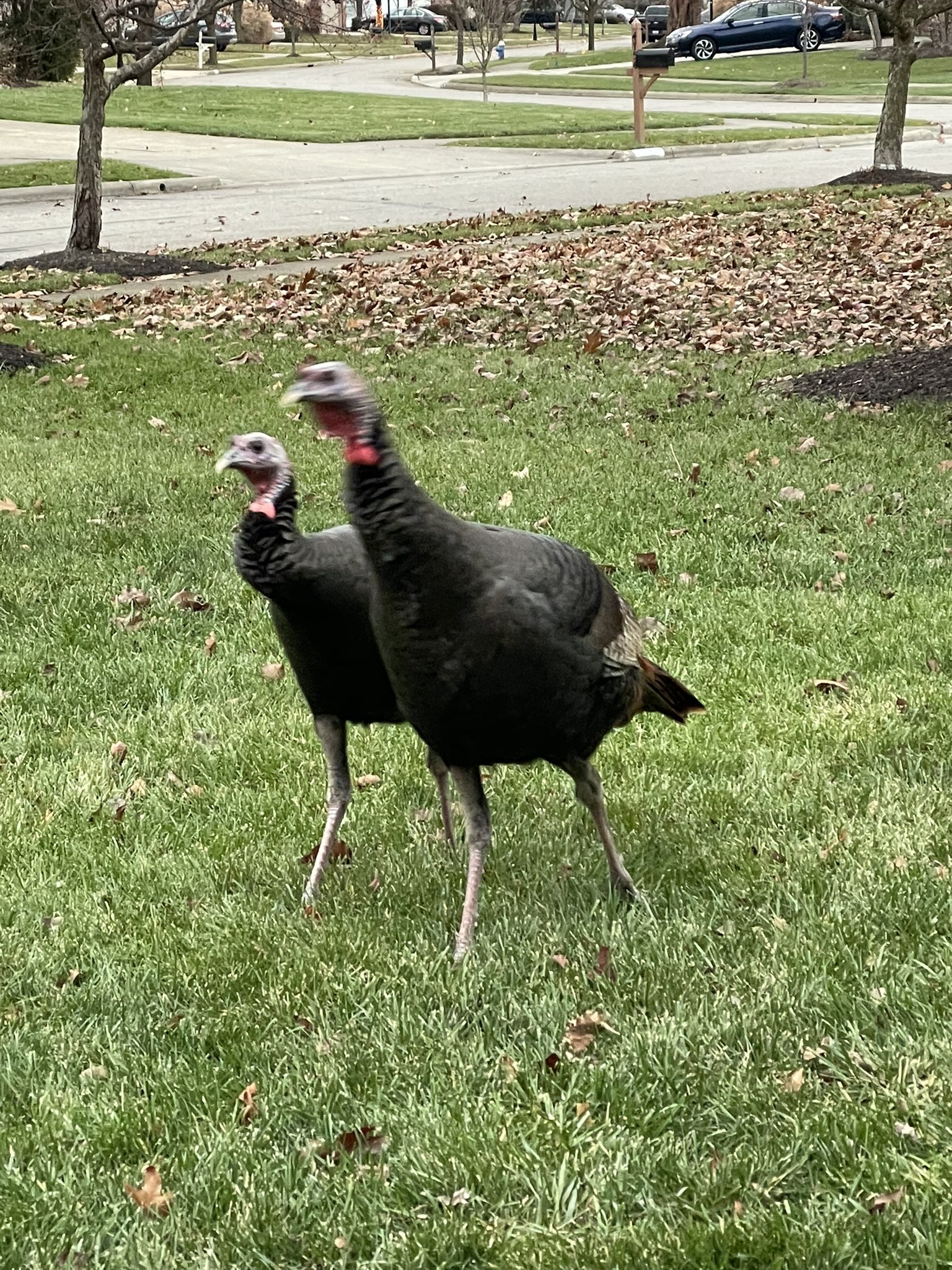 City of Hilliard, OH on Twitter "Hilliard...the home of wild turkeys