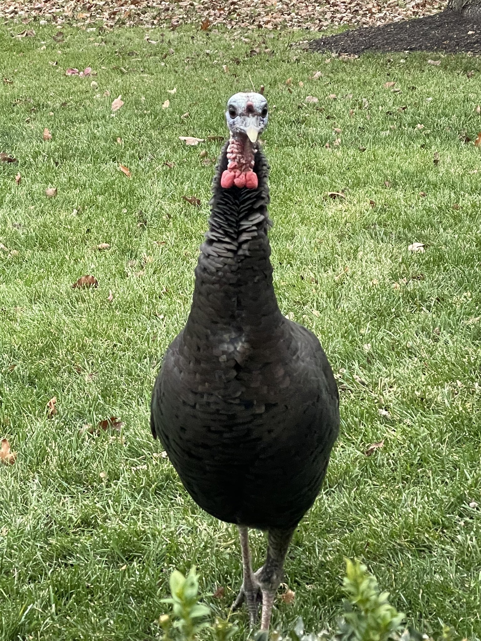 City of Hilliard, OH on Twitter "Hilliard...the home of wild turkeys