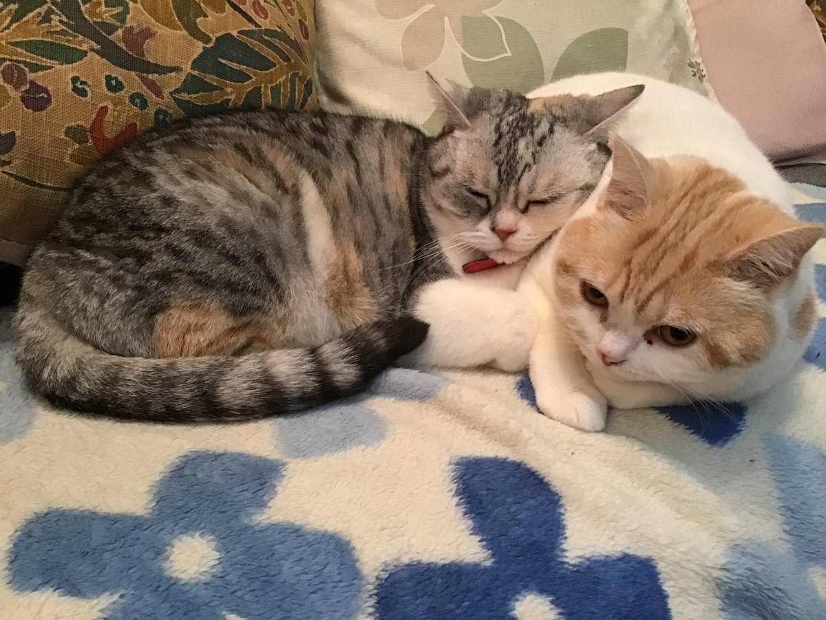 ちくわちゃんのもちもち枕が最高なんですね...