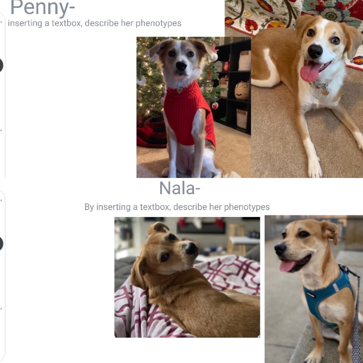 Learning Genetic Variation among species through… PUPPIES!

S’s identified phenotypes of Mama Lily &amp; her Puppies (Barkley being one of them!) - showing the variety among offspring. This also left students to investigate what the father dog may have looked like! #Genetics 🧬🐶🐾
