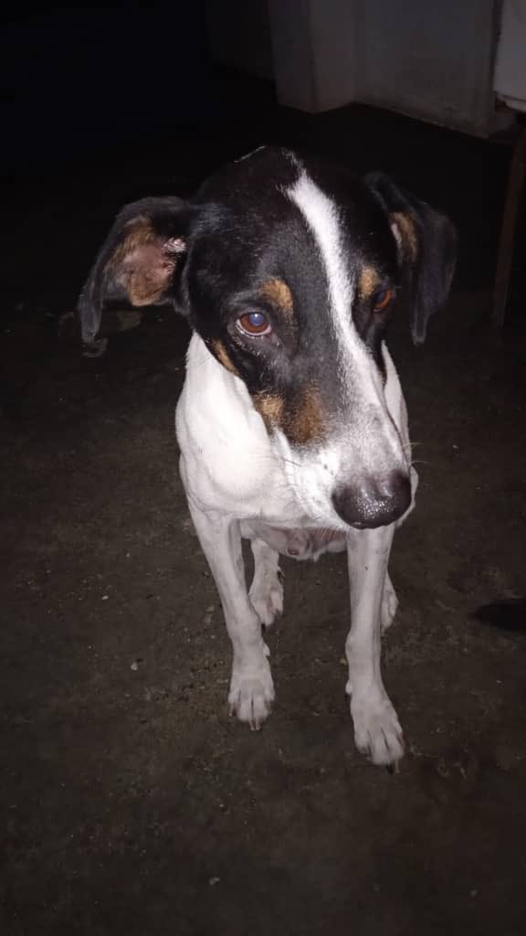 ayudemosapluto's tweet photo. Our current situation is somewhat complicated π© We have too many pending issues, including bringing #GoliathAP back for control and #BobbyAP to castrate him because the old lady #CanelaAP is not sterilized and as long as it's not urgent we don't want to subject her to surgery π https://t.co/2elFY0Y3WH