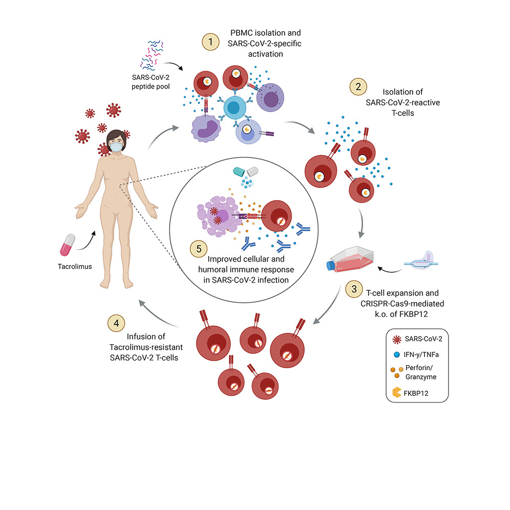A team at <a href="/ChariteBerlin/">Charité - Universitätsmedizin Berlin</a> including Dr. Leila Amini propose adoptive transfer of SARS-CoV-2-specific T cells made resistant to a common immunosuppressant, Tacrolimus, to prevent and treat severe COVID-19 in #immunosuppressed patients.

bit.ly/3KsGDuj