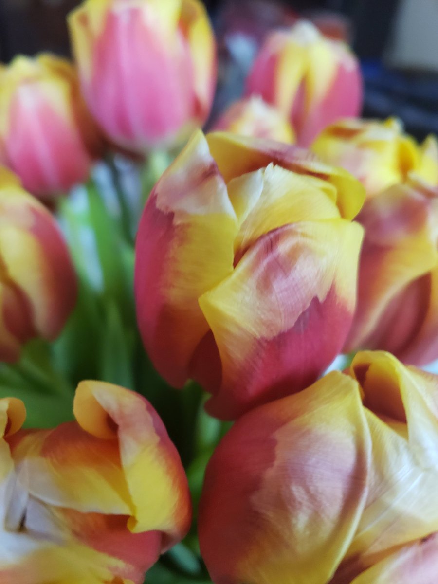 2SatisfyMISoul's tweet photo. Yes... the wife still gets them weekly... Tulips from @TraderJoesList #WeeklyFlowers #Tulips🌷 #FromMyHusband https://t.co/osDZW2iqbv