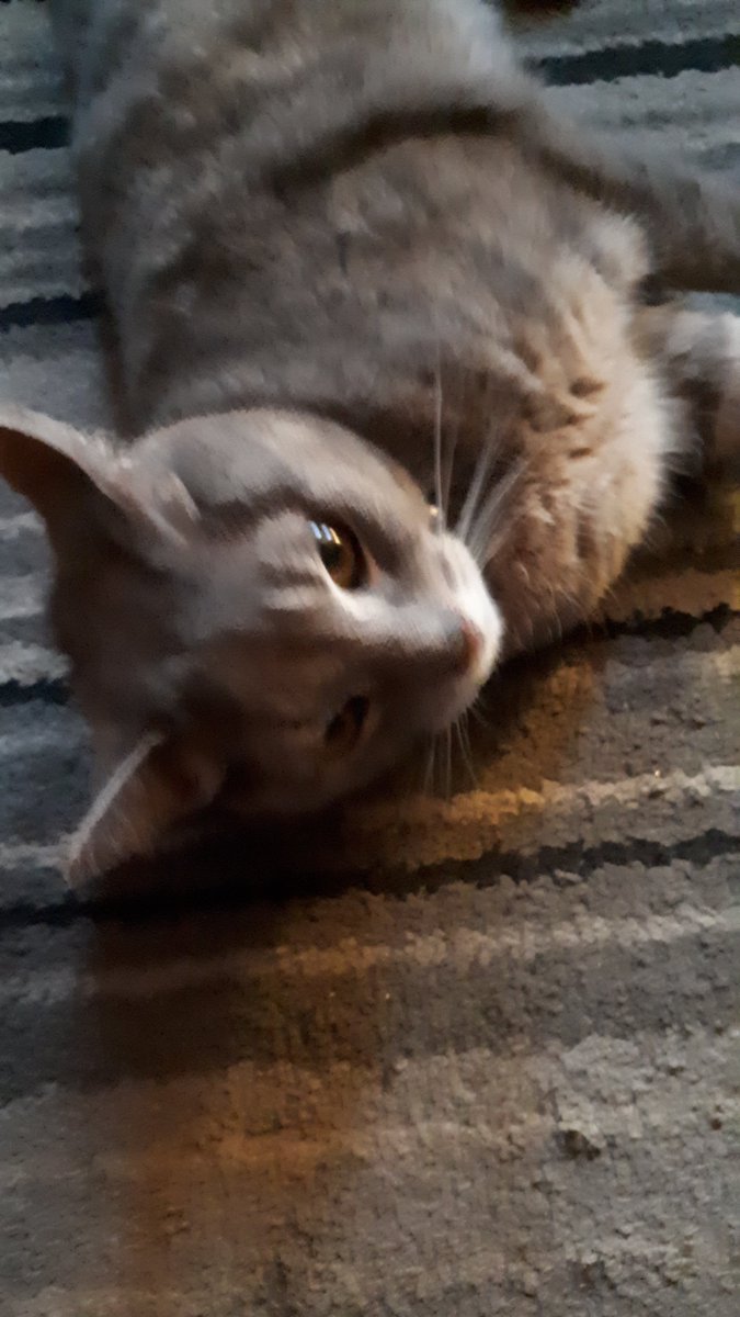 CatHeide's tweet photo. She's attacking my feet
Save me https://t.co/zOb044tqGD