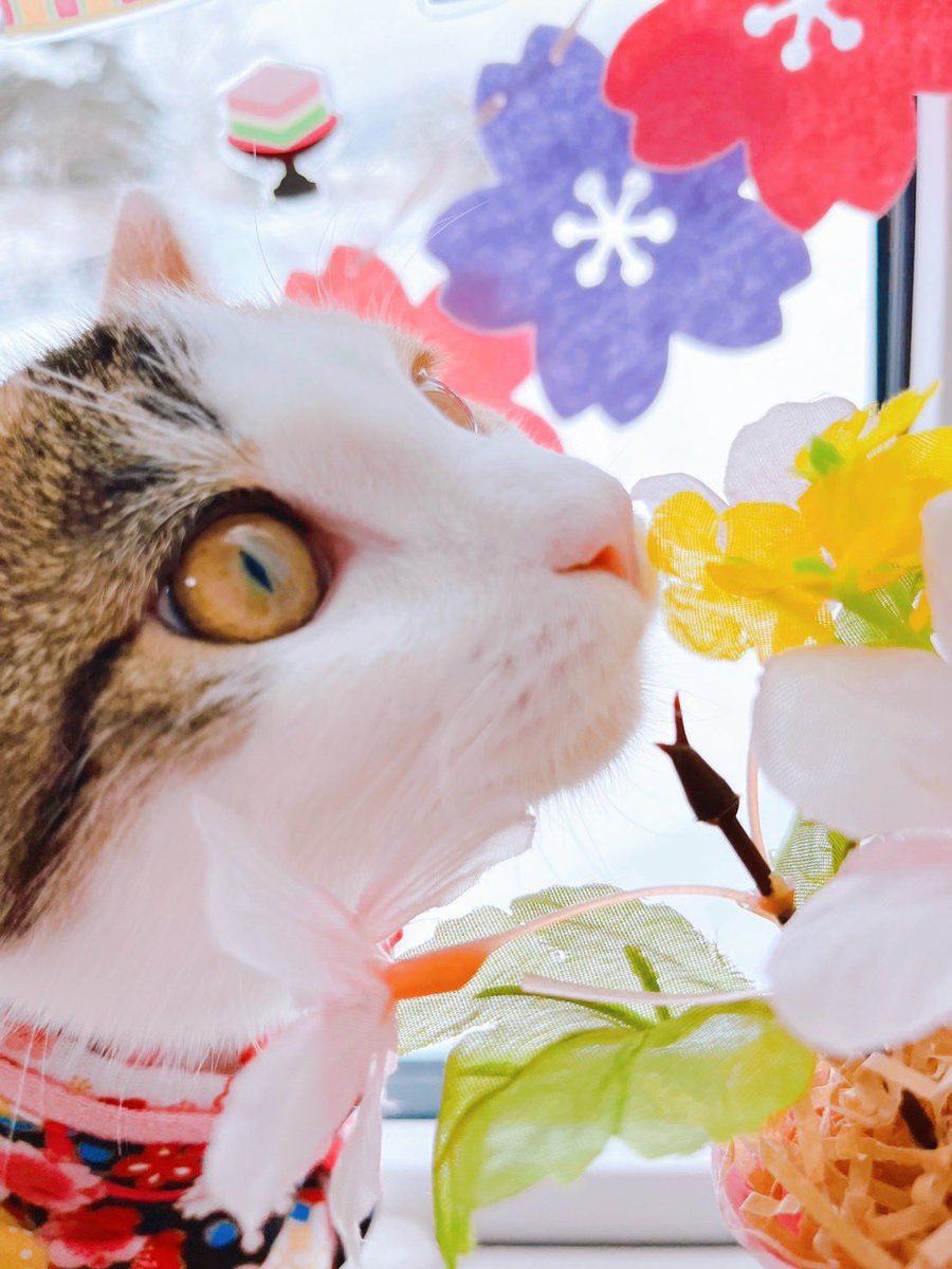 chokin1129's tweet photo. 今日はひな祭りですね🎎
つなちゃんもおめかししています🥰💕

#猫好きさんと繋がりたい https://t.co/LeWUOkp2MD