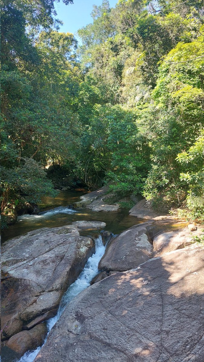 #greenforest