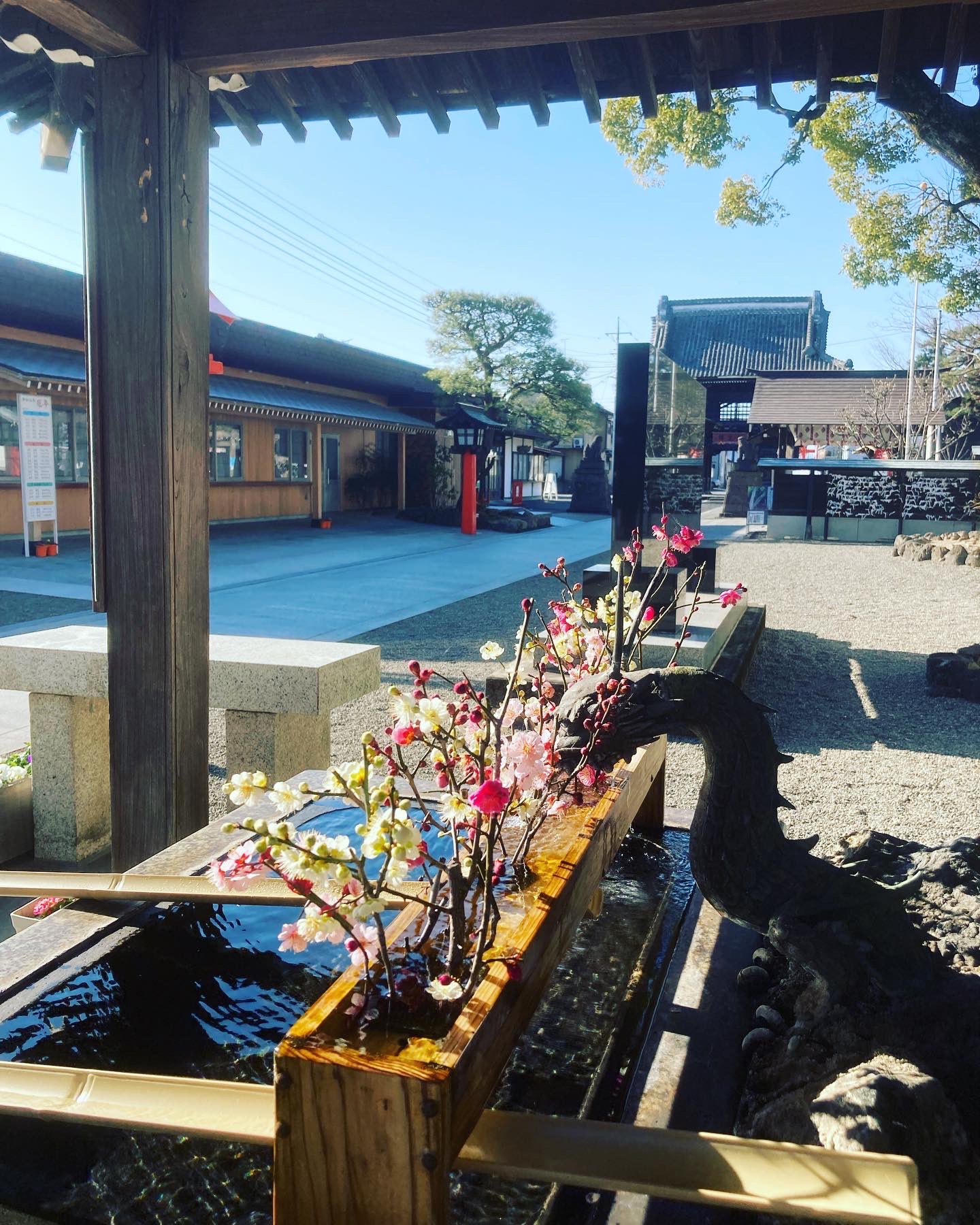 玉村八幡宮 Tamamurahachimangu 八幡さまで育った フウセンカズラ の ハートの種 と 昨年お持ち帰り頂き自宅で育てた種を奉納頂きましたので 合わせておくばりさせて致してます 花言葉 あなたと共に このハートの種を大切な家族や大切な人と