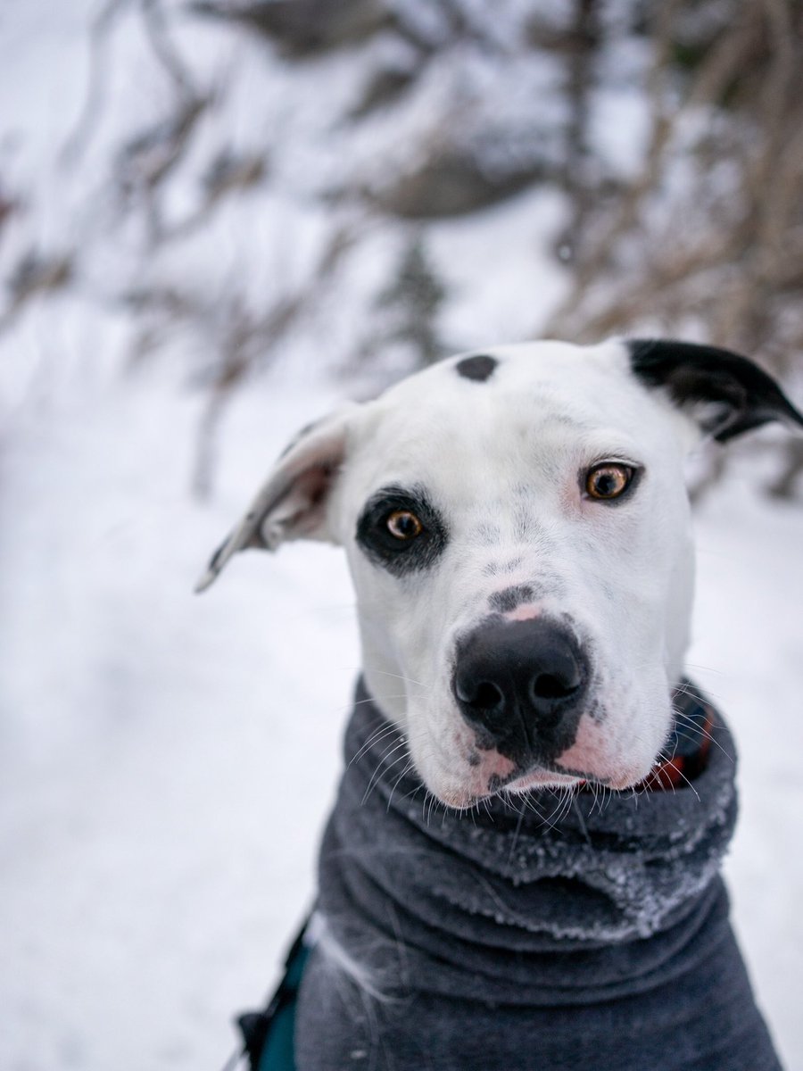 Donnyandpetey | Victoria tweet media