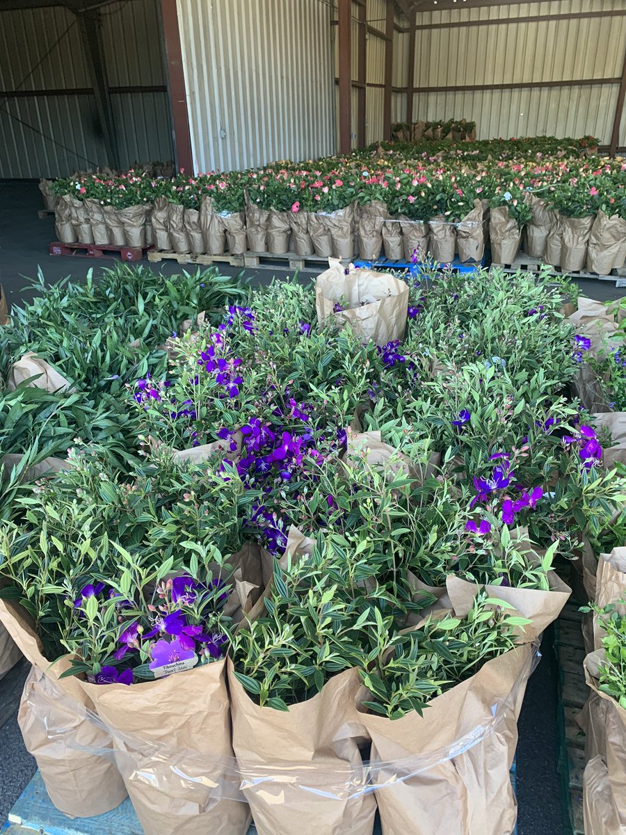 AlabamaMrkt's tweet photo. Plant season is here!!  🌺🪴🌿😍 https://t.co/3eGnet0ItL