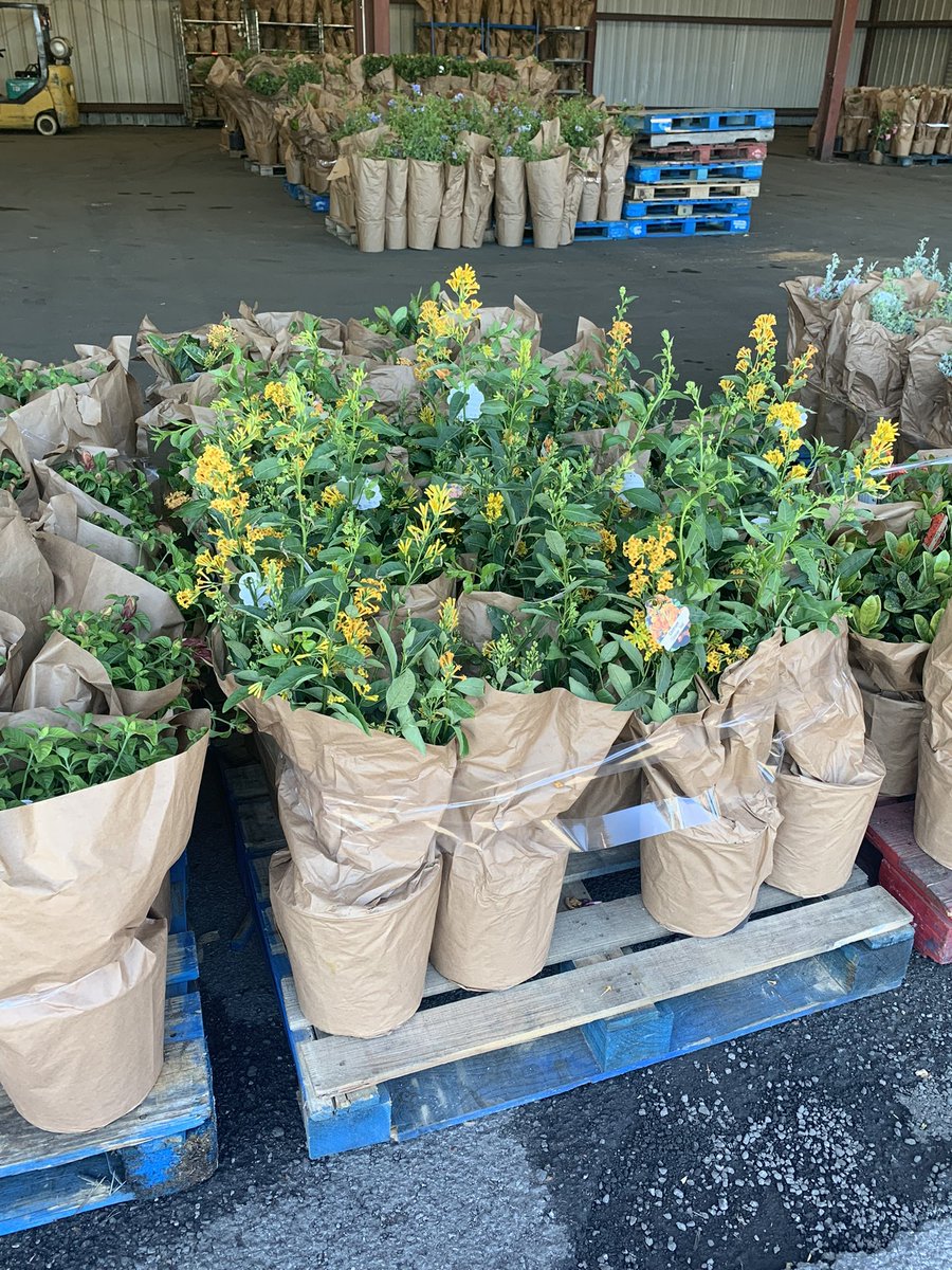 AlabamaMrkt's tweet photo. Plant season is here!!  🌺🪴🌿😍 https://t.co/3eGnet0ItL