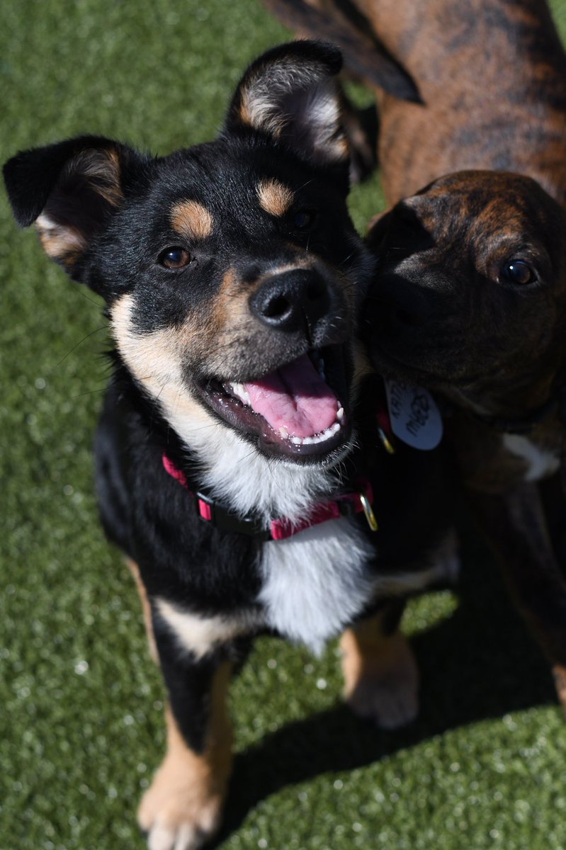 Here’s a few puppy pics from today! I’m so excited to edit these. #twitterdogcommunity #dogsoftwitter #puppies #dogphotography #DogsBehavingVeryBadly