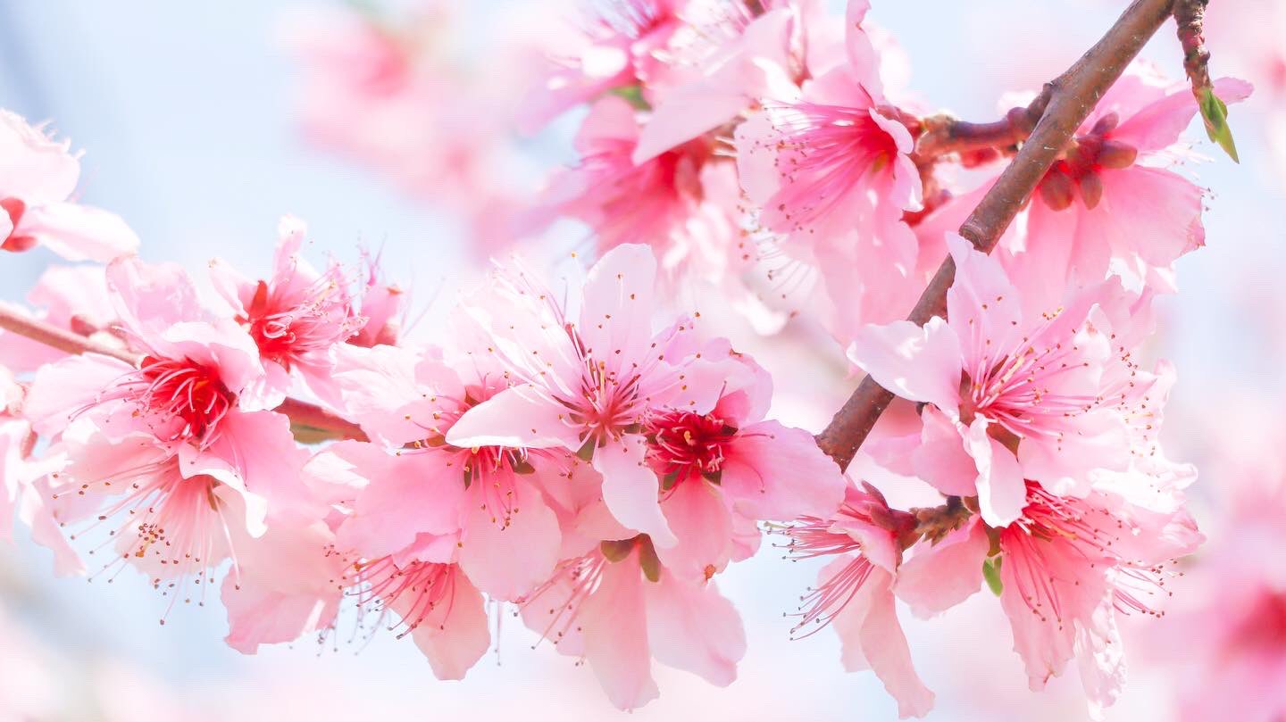 公式 はままつフルーツパーク時之栖 今日は3月3日 ひな祭り と 桃の日 フルーツパーク桃の花の見頃は3月下旬 満開の花の3ヶ月後には見事な桃に フルーツパーク 桃 T Co Rfs5fdkclt Twitter