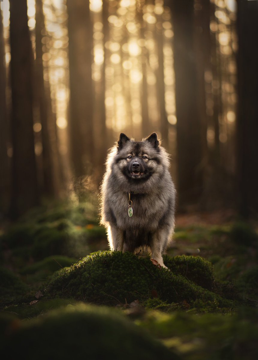 Keeshond Keira tweet media