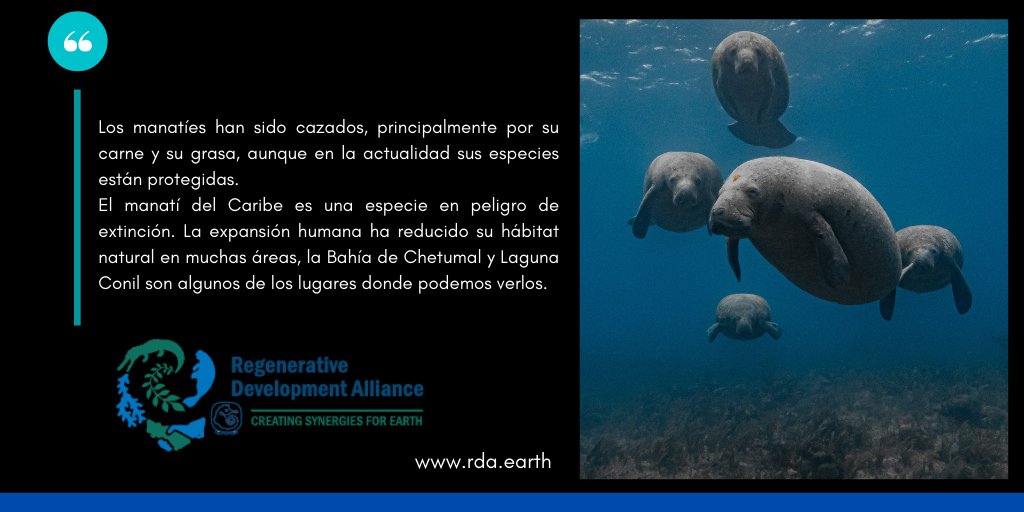 TheRDAlliance's tweet photo. Los manatíes duermen debajo del agua y salen a la superficie cada 20 minutos para tomar aire y buscar alimento en las aguas poco profundas, son recicladores de nutrientes y transforman la biomasa vegetal dejándola disponible para otros organismos acuáticos.
#Caribe #Mexico https://t.co/Pshn0h9DYE