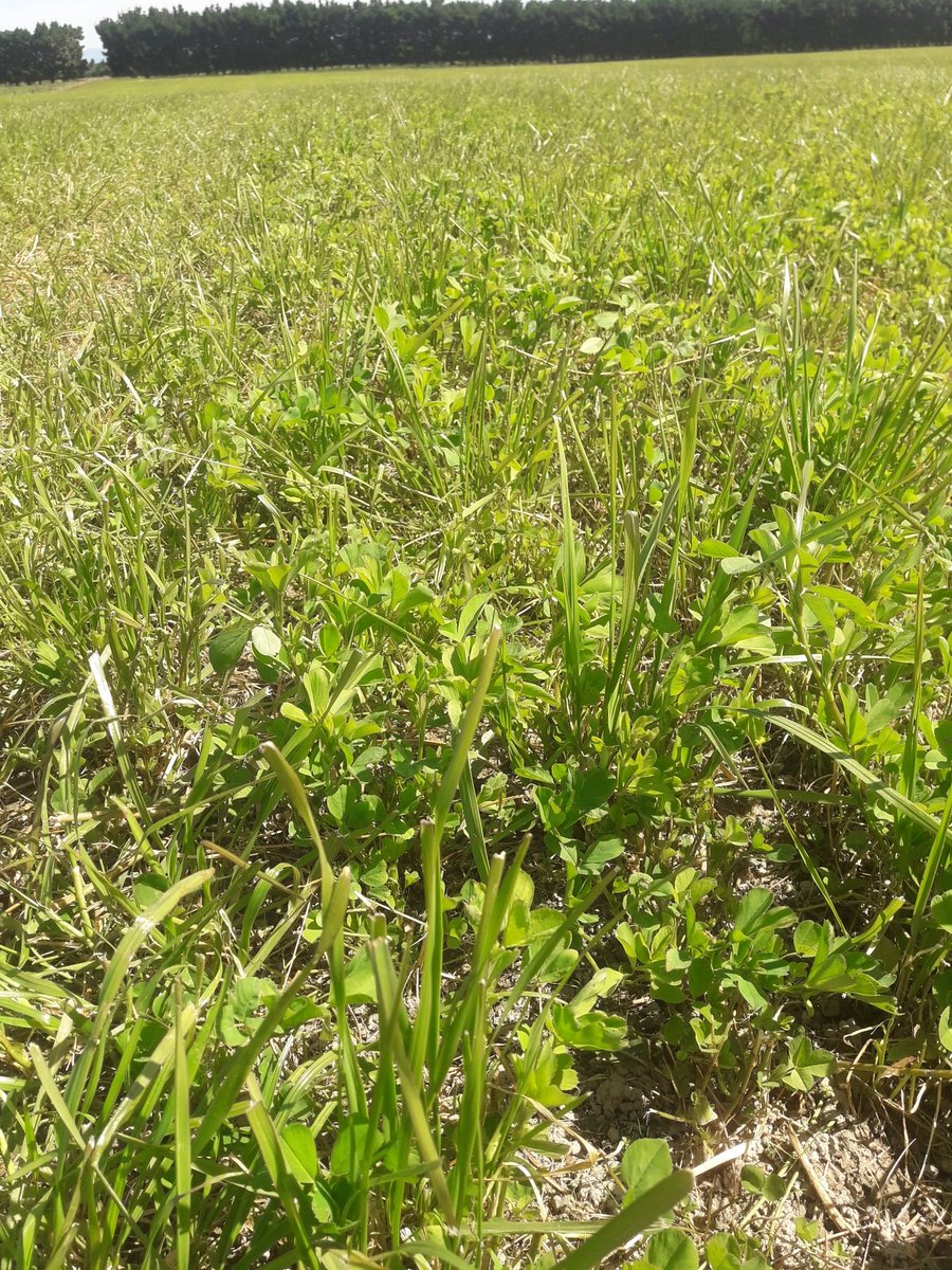 CharollaisRams's tweet photo. #Oakdon Meadow Fescue appears to be appreciating these cooler autumn mornings more than the #Force4 Lucerne. In 2 weeks the Meadow Fescue will be harder to see. https://t.co/4EL4Zs7tLr