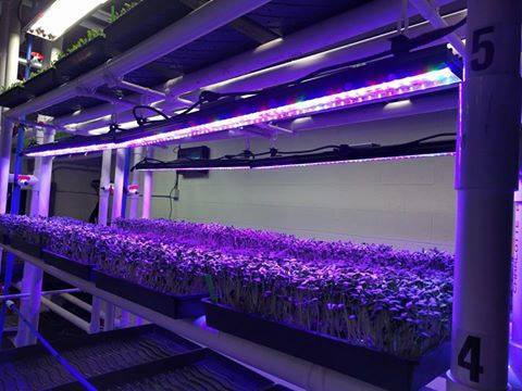 DiamondDirect7's tweet image. #Microgreens #BlackDiamondHorticulture #Cultivation