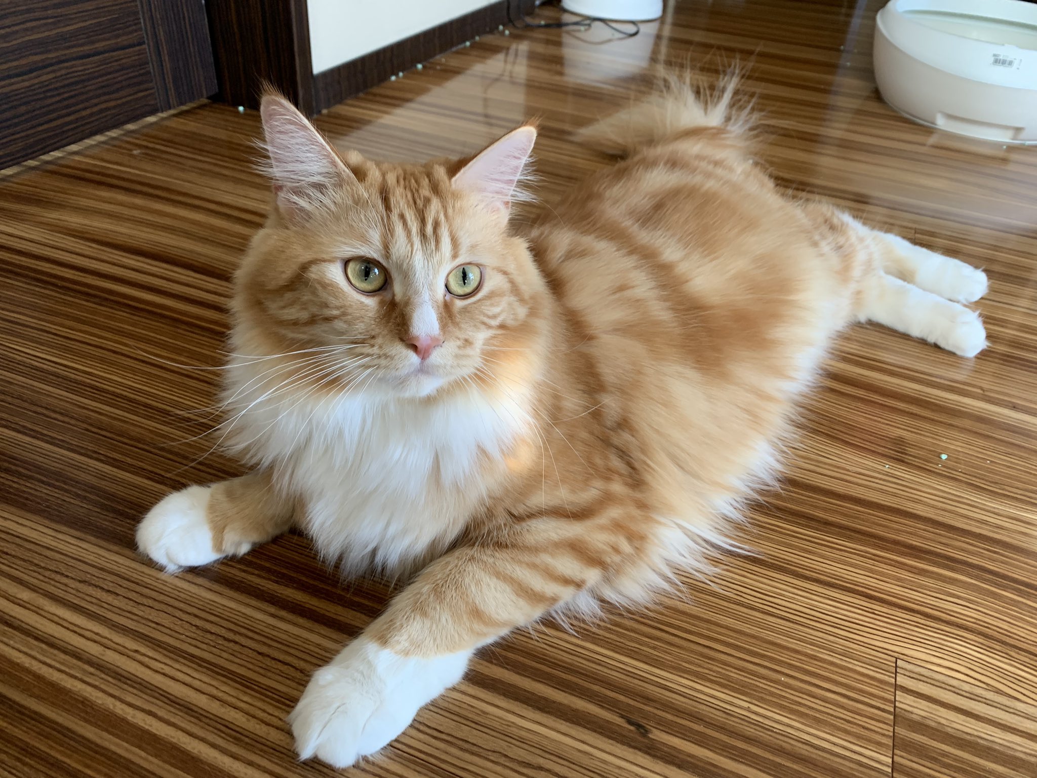 新品タグ付　ねこ　ネコ　猫　ピアノ柄　リボンだらけジャンスカ　ピンク　ロリィタ ロリータその他ブランド - closet child オンラインショップ