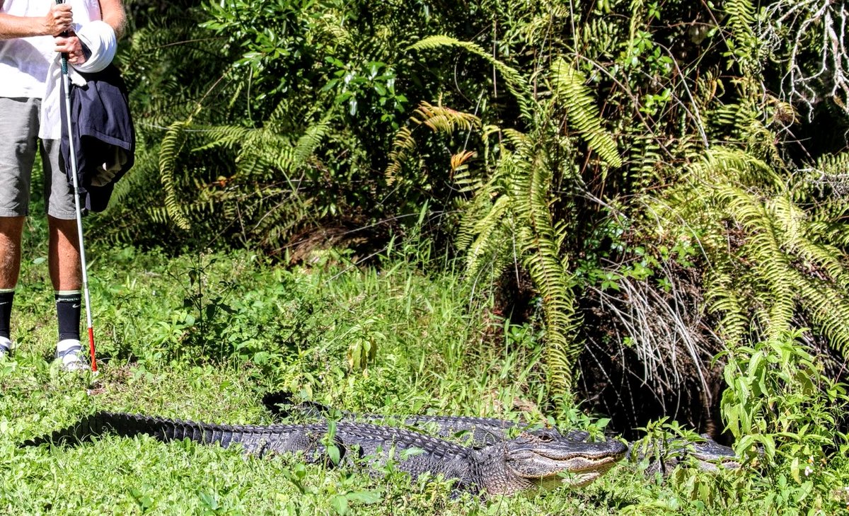 Florida swamps rock. Judy & I love exploring the wilds. Sometimes the alligators leave little room for passing on the trails. #Florida #Alligators #BirdRookery #Corkscrew #FYP #LanguagesOfNature