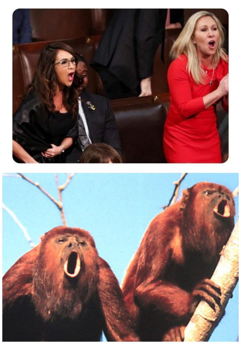 alphawiz1's tweet photo. @Twitmo_Resident @oldpappy59 @NBCNews @mtgreenee @laurenboebert Pick the smarter pair.  Easy...the pair in the tree.  (making fun of these two idiots is like shooting fish in a barrel)
@laurenboebert 
@RepMTG 

#GOPSTFU https://t.co/CvqD74u72p