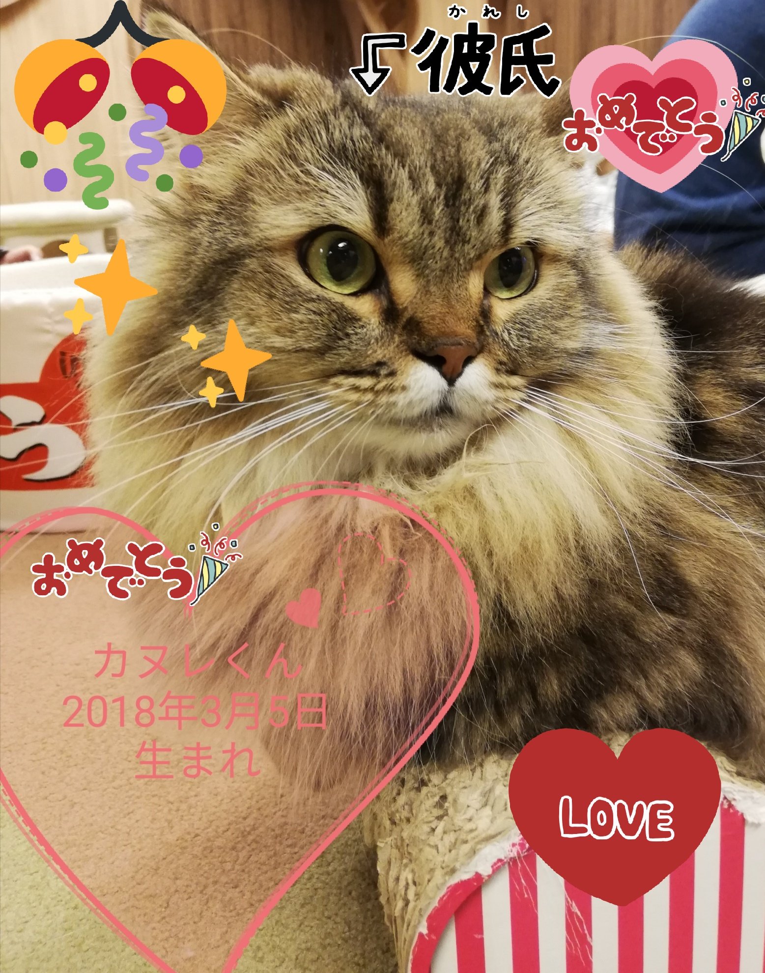 お誕生日猫 Twitter Search Twitter