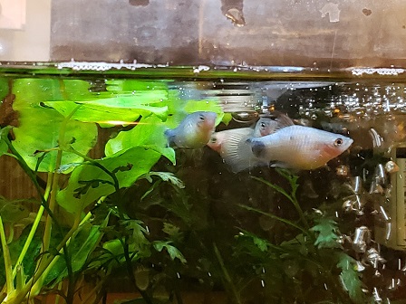 ミッキーマウスプラティ Twitter Search Twitter