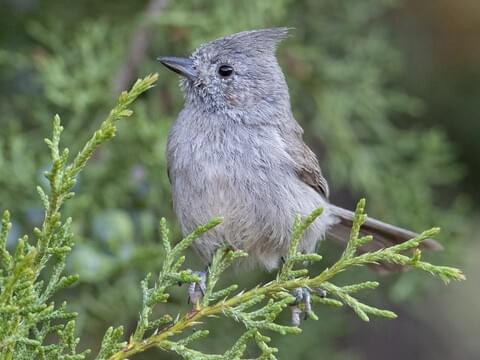 Riahruth's tweet photo. @LauraPaskus Juniper Titmouse, been trying for years to get a good pic but they don't stand still for more than a second https://t.co/8LH0U56XW8