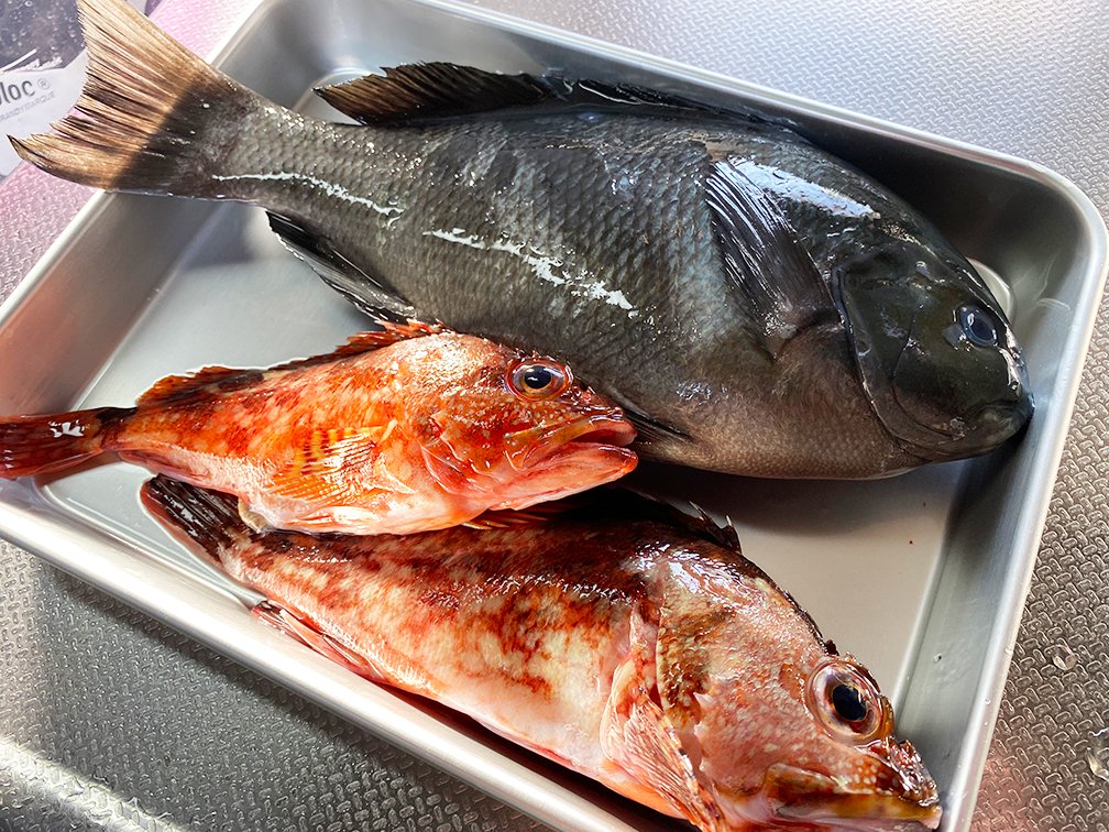 とある日、せっかく壱岐までいったのに貧果・・・。とほほ・・・です。

釣好大全九州（釣りブログ）
　　👇
kyusyu-ins.com/2022/03/03/202…
今回のお題は『最近ちっとも・・・』です。