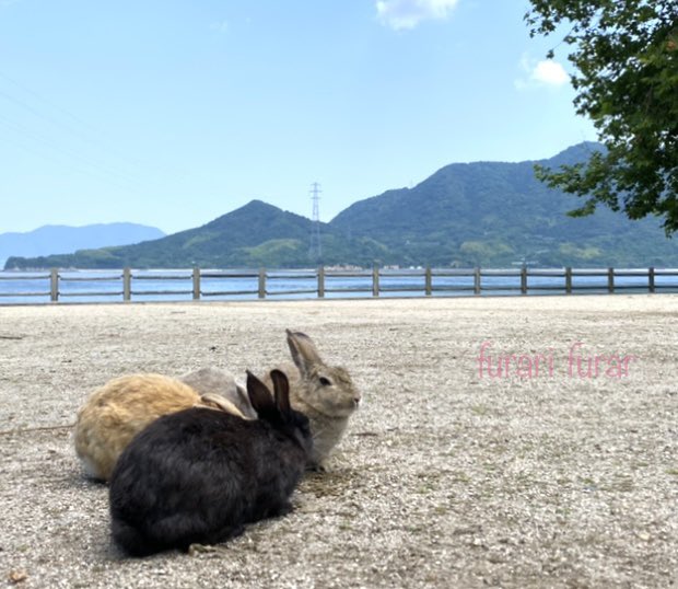 おはようございます🐰 今日はひな祭り…と、うさぎの日。 3月3日(ミ、ミ)耳だそうです。 良い一日になりますように…