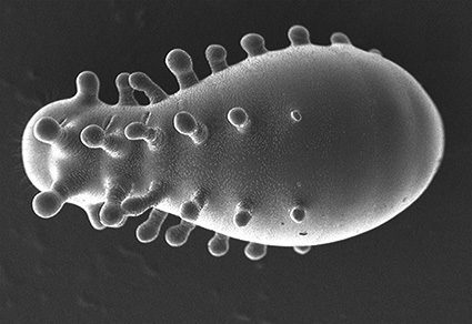 Morphology of immatures of the thelytokous ant, Monomorium triviale Wheeler (#Formicidae: Myrmicinae: Solenopsidini) with descriptions of the extraordinary last-instar queen larvae.
mapress.com/zt/article/vie…
#Taxonomy