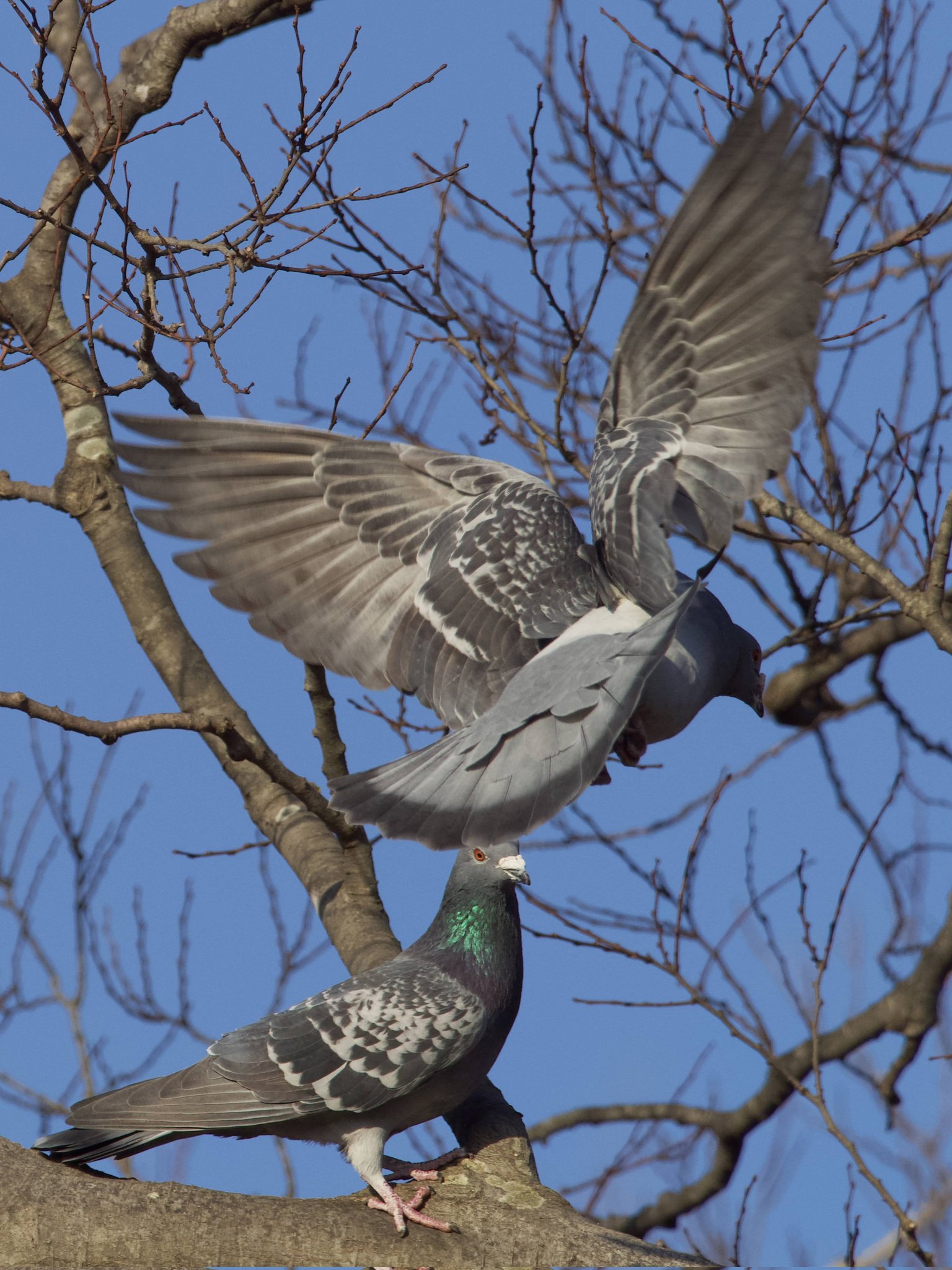 ヘタレレ 公園で飛び立つ鳥を撮る練習中 T Co Ry4wstzs9j Twitter